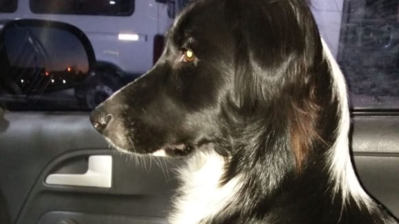 Poli, la perra que va a la escuela y hasta le entregaron un boletín. 