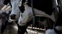 produccion leche estados unidos