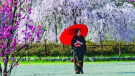 En Tokio, un día incierto entre fines de marzo y comienzos de abril, miles de árboles florecen y la gente sale en masa a hacer un mega pic-nic.