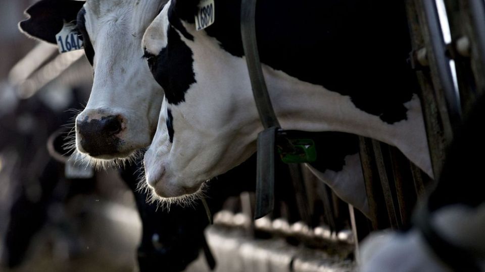 Los veranos son cada vez más intensos, por lo que las vacas necesitan temperaturas más frescas