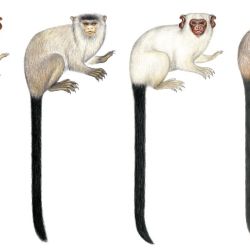 Los titíes, o saguis, son pequeños primates neotropicales que se distinguen por tener uñas en forma de garra que utilizan para trepar verticalmente y saltar entre los árboles.