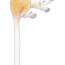 El Mico munduruku tiene una cola, patas, manos y antebrazos blancos, con una mancha de color beige amarillento en el codo y la espalda.