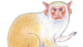 Descubren una nueva especie de mono tití en el Amazonas.