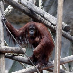 Sandra the orangutan, 33, kept at the former Buenos Aires City zoo (now known as Eco Parque) for a quarter century, will swap her solitary life at the end of September for a new life United States, where after a quarantine period in Kansas she is expected to become the new resident of the Center for Great Apes in Florida.