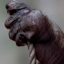 Sandra the orangutan, 33, kept at the former Buenos Aires City zoo (now known as Eco Parque) for a quarter century, will swap her solitary life at the end of September for a new life United States, where after a quarantine period in Kansas she is expected to become the new resident of the Center for Great Apes in Florida.