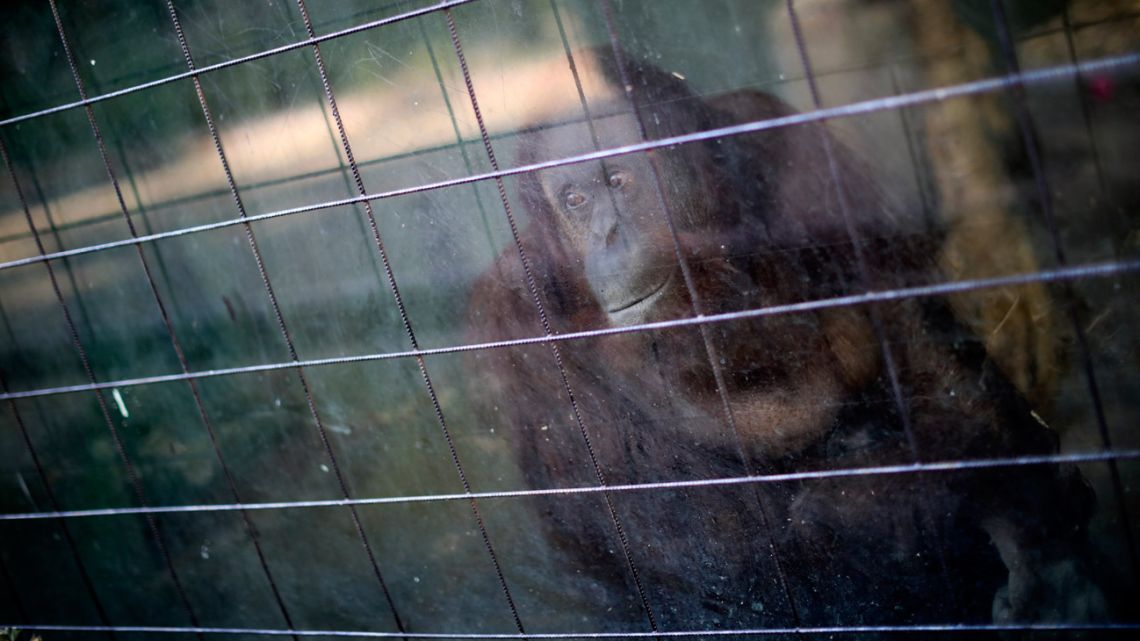 Sandra the orangutan, 33, kept at the former Buenos Aires City zoo (now known as Eco Parque) for a quarter century, will swap her solitary life at the end of September for a new life United States, where after a quarantine period in Kansas she is expected to become the new resident of the Center for Great Apes in Florida.