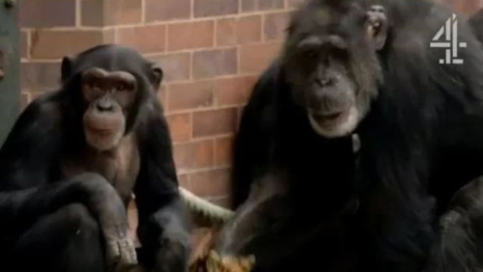 El documental de chimpancés que estaba mirando el joven antes de abusar de su madre.