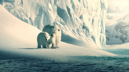 Los mejores documentales ambientalistas para ver por streaming