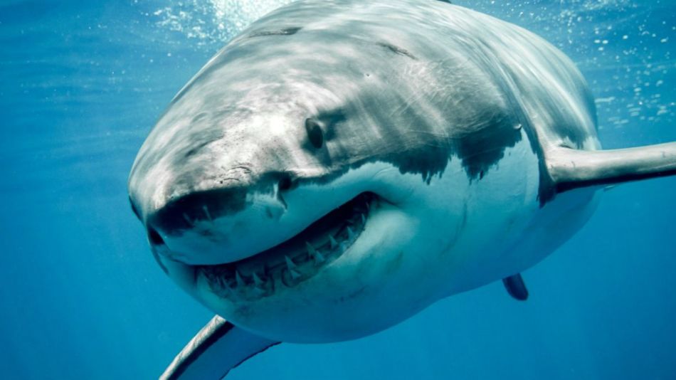 tiburones blancos sudafrica