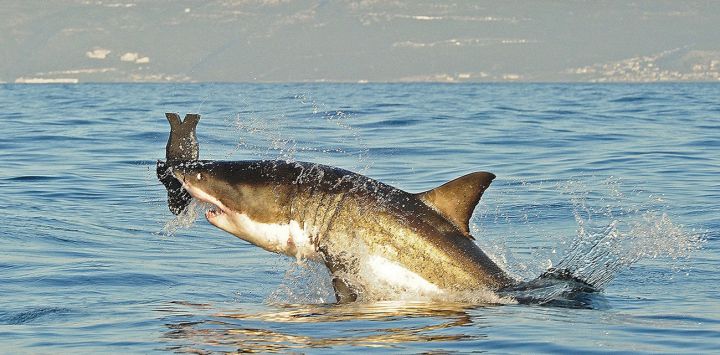 Buenos Aires Times | As great white sharks disappear, Cape Town searches for reasons