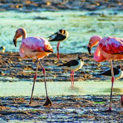 Los flamencos también están presentes en la laguna.