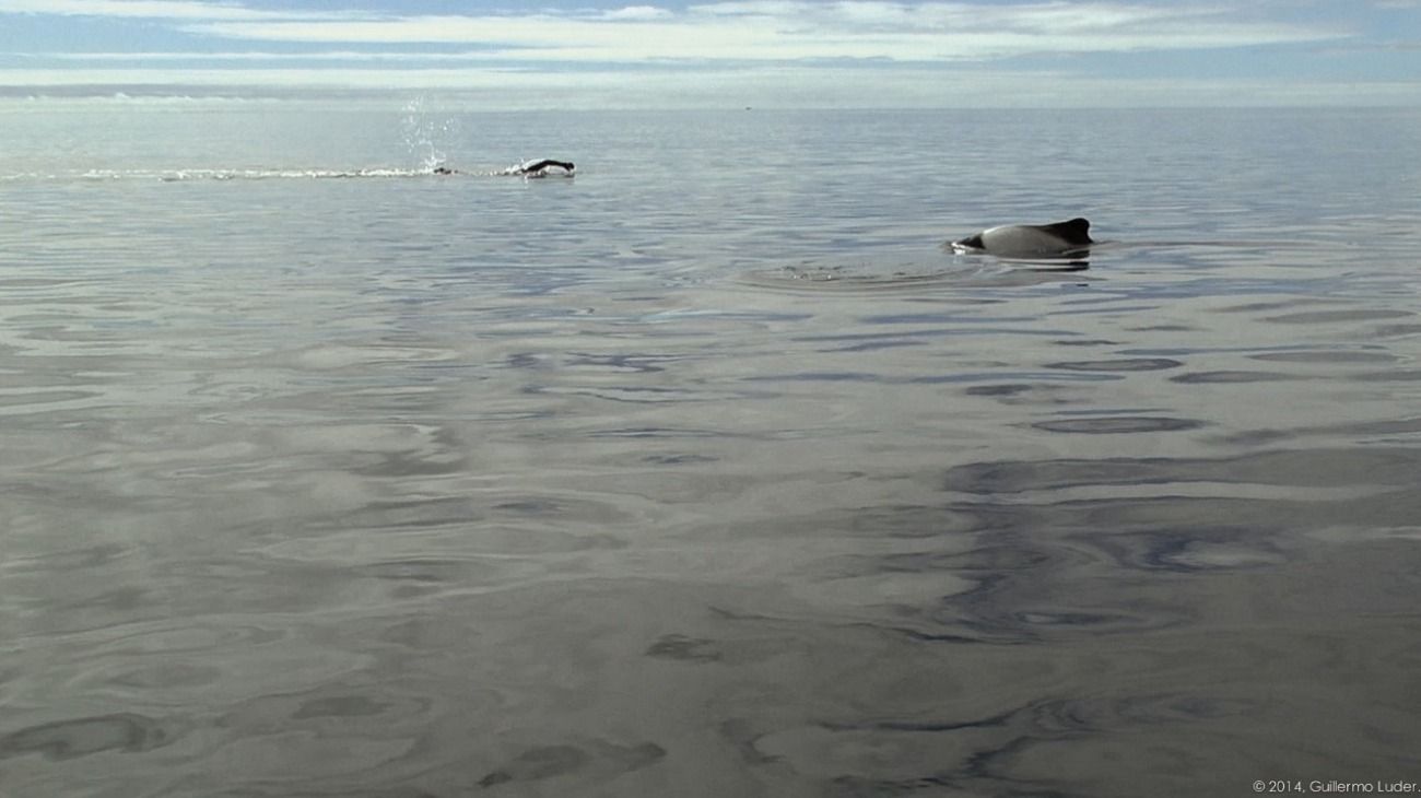 La hazaña de Barletti ocurrió el 9 de noviembre de 2014 cuando unió, a nado, las dos islas Malvinas mediante el estrecho de San Carlos. Su travesía duró poco más de dos horas.