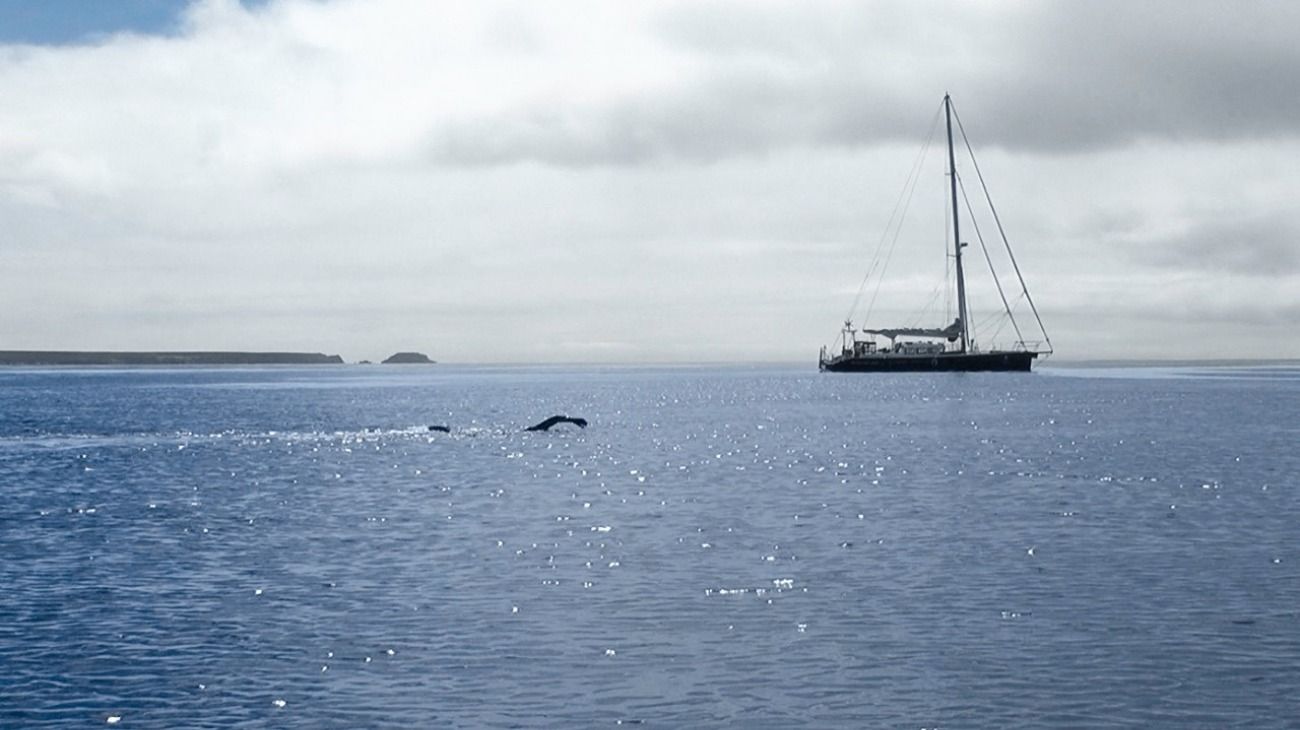 La hazaña de Barletti ocurrió el 9 de noviembre de 2014 cuando unió, a nado, las dos islas Malvinas mediante el estrecho de San Carlos. Su travesía duró poco más de dos horas.