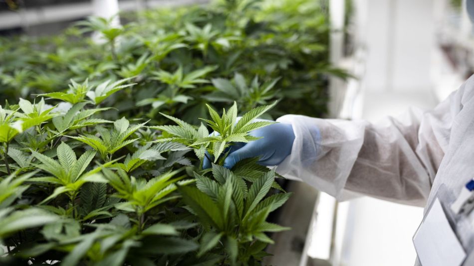 Everybody Wants to Be a Cannabis Farmer in This Corner of Europe