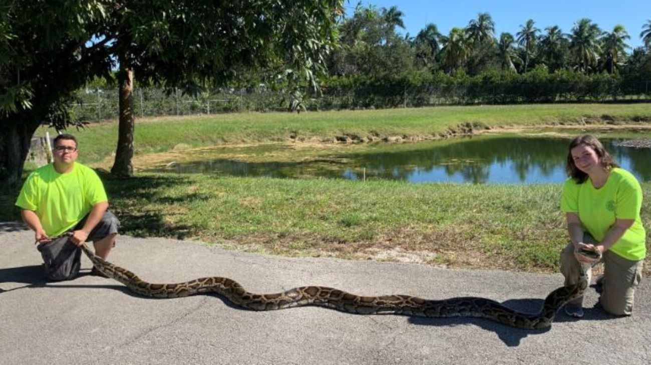 o Cynthia Downer y Jonathan López fueron quienes encontraron a la serpiente que pesa más de 45 kilos.