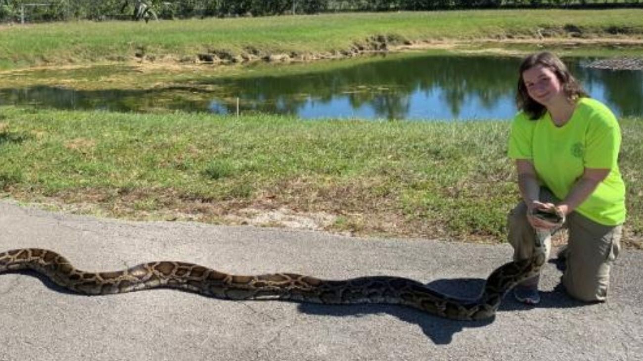 La pitón capturada en Florida pesa 44 kilos.