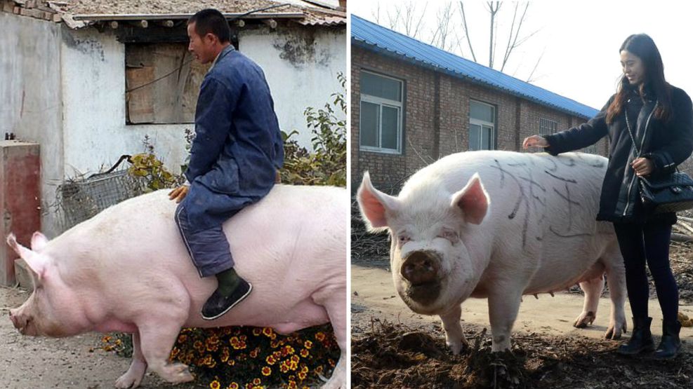 cerdos gigantes china