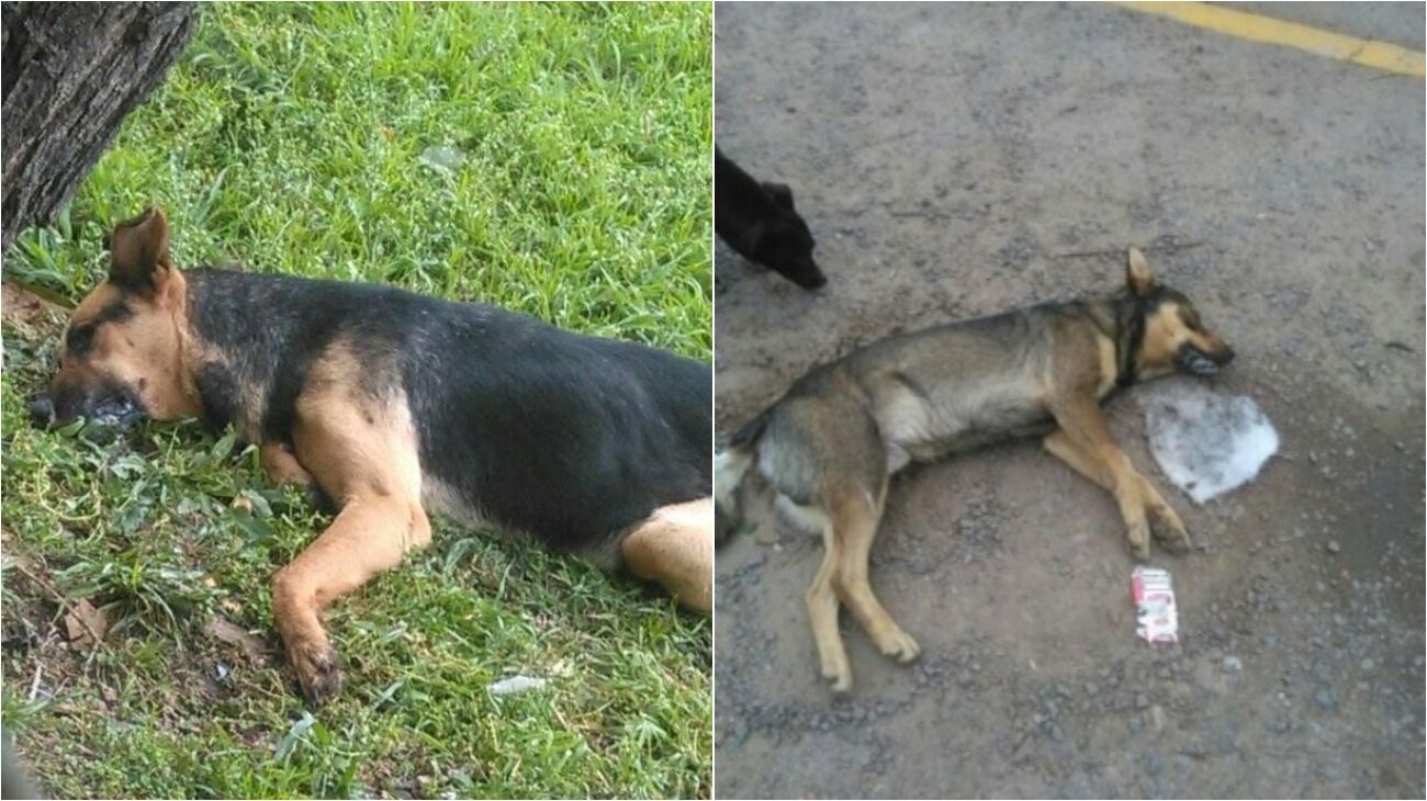 En los últimos 3 meses, más de 40 mascotas fueron envenenadas en Pilar.