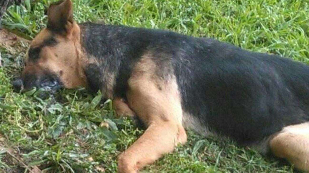 Perros, gatos y aves, entre las mascotas fallecidas.