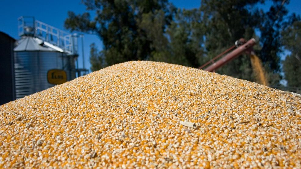 Récord de exportaciones de maíz: 24,9 millones de toneladas entre enero y agosto.