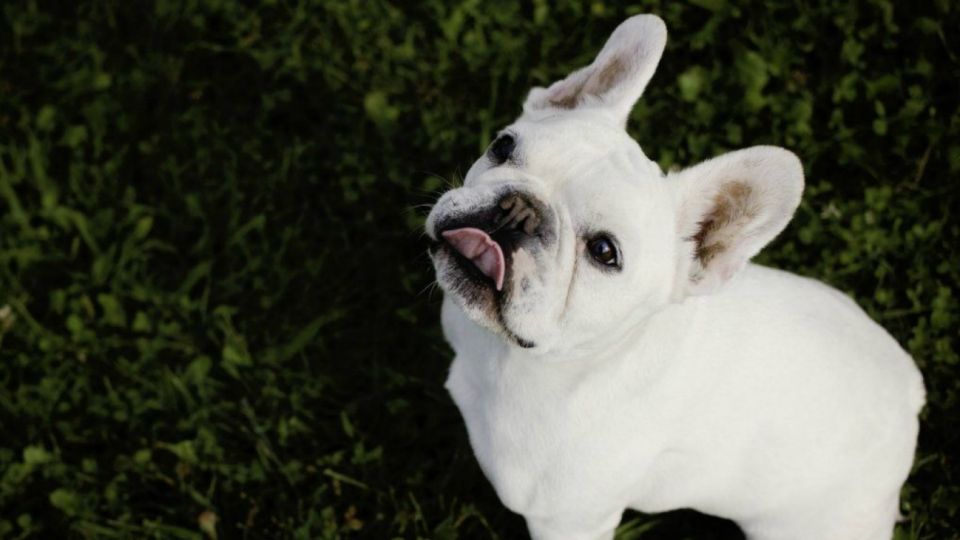 bulldog frances