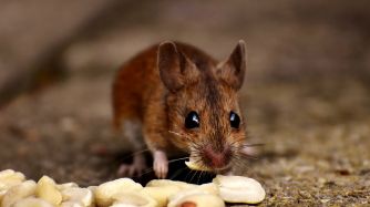 ratón comiendo
