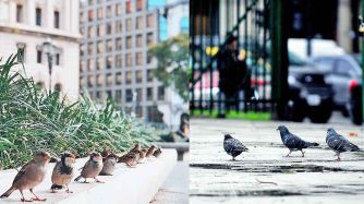 20191012_gorriones_palomas_nicolascastrovillarijuanobregon_g.jpg