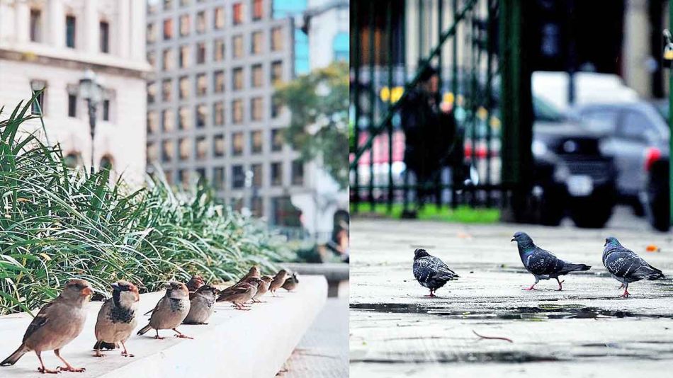 20191012_gorriones_palomas_nicolascastrovillarijuanobregon_g.jpg