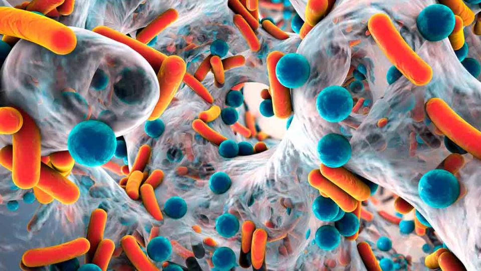 opinion microbiota alimentacion