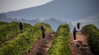 Parched Coffee Farms in Brazil Undermine ‘Mega’ Crop Outlook