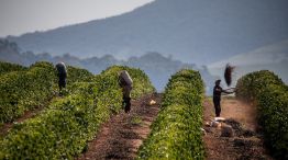 Parched Coffee Farms in Brazil Undermine ‘Mega’ Crop Outlook
