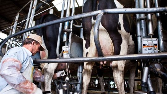 TECNOLOGÍA. La mayoría de los tambos argentinos tiene mucho camino por recorrer en la incorporación de nuevos equipos.