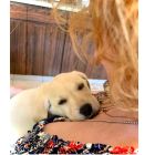 perro andrea del boca 1020