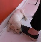 perro andrea del boca 1020