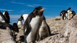 La temporada de avistaje del pingüino de penacho amarillo habitualmente se extiende entre octubre y marzo.