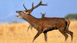 El ciervo Schomburgk, declarado extinto en 1938, habría reaparecido en un área diferente a su hábitat natural de principios del 1900.