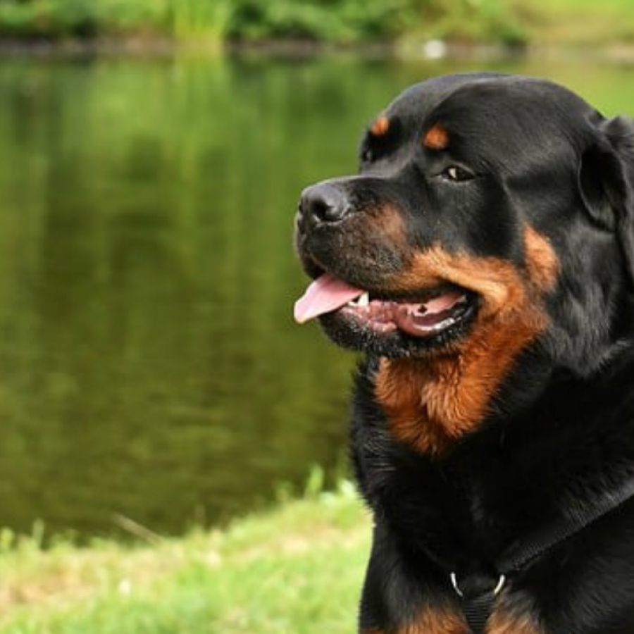 a los rottweilers les gusta el agua