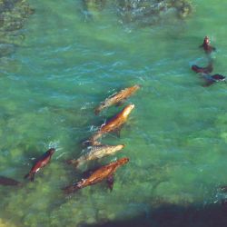 En la Reserva Punta Bermeja está la colonia más grande de lobos marinos de un pelo de Sudamérica, con más de 4.000 individuos permanentes.