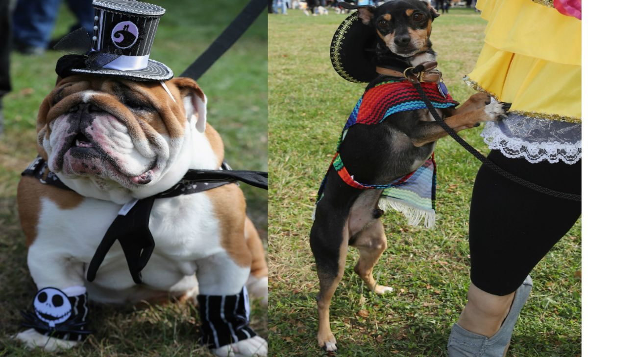 Perros en Halloween