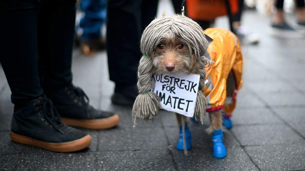 Perros en Halloween