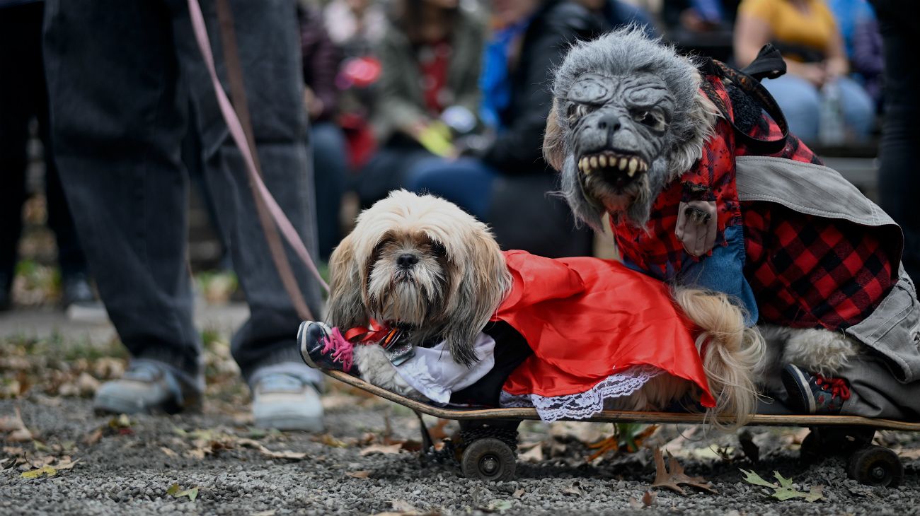 Perros en Halloween