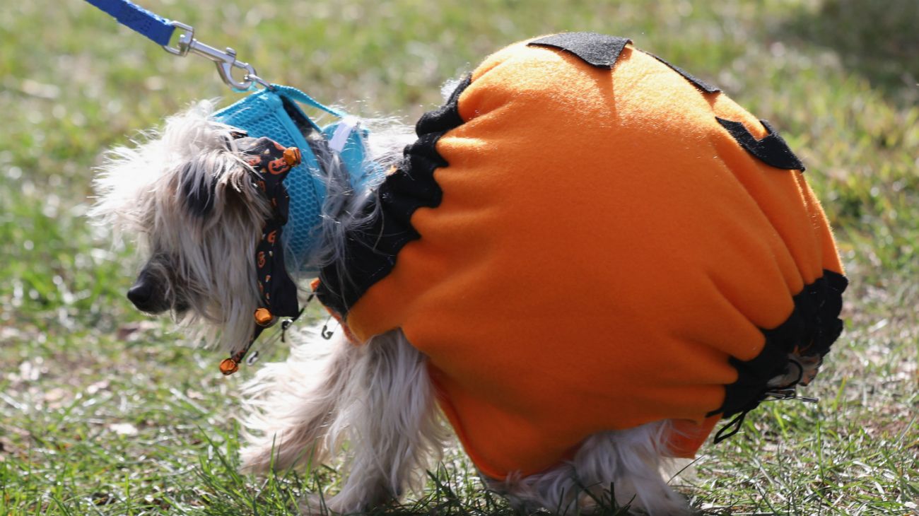 Perros en Halloween