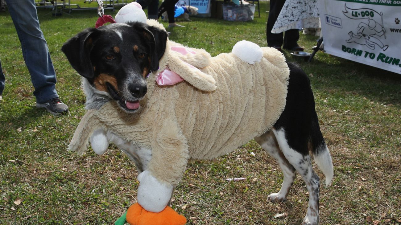 Perros en Halloween