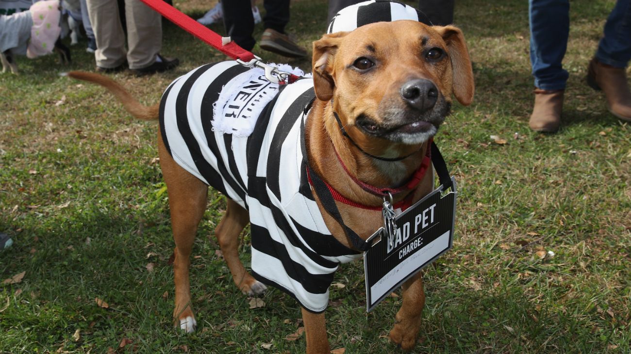 Perros en Halloween