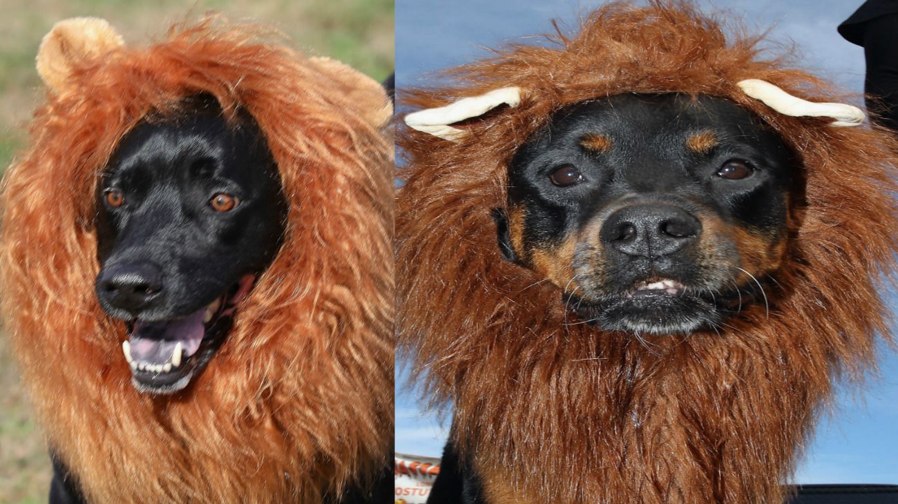 Perros en Halloween