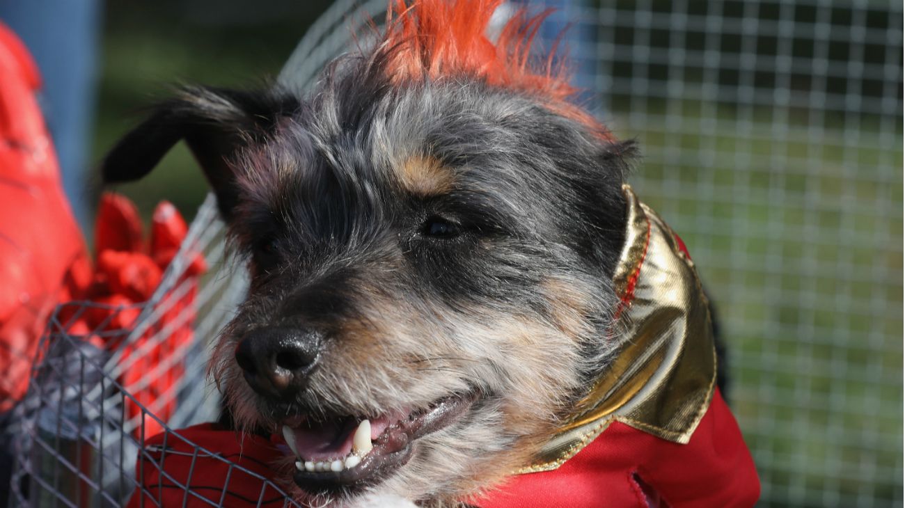 Perros en Halloween