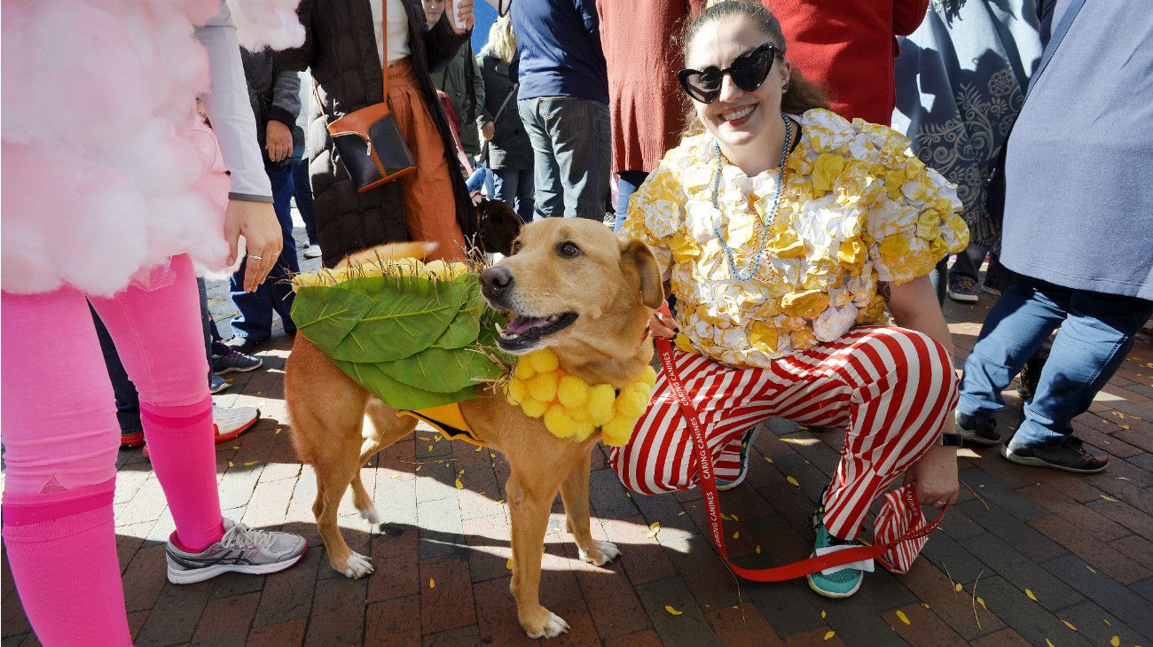 Perros en Halloween