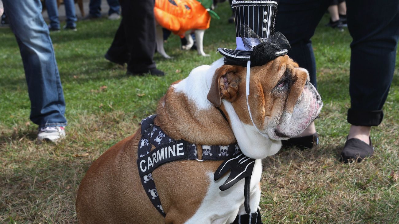 Perros en Halloween