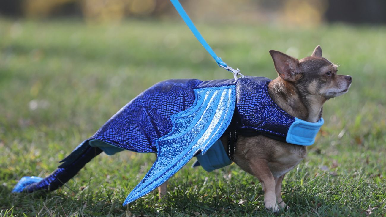 Perros en Halloween