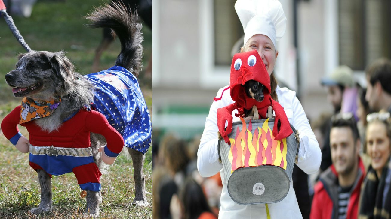 Perros en Halloween